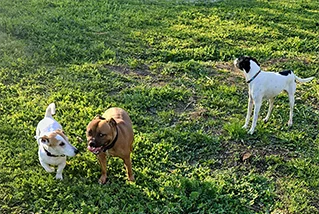 THE PLACE 2 DOG service de pet-sitter personnalisé en centre aéré à Hyères, garantissant le bonheur de vos chiens et chats.