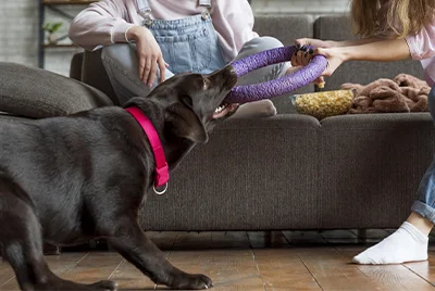 THE PLACE 2 DOG service de pet-sitter personnalisé en centre aéré à Hyères, garantissant le bonheur de vos chiens et chats.