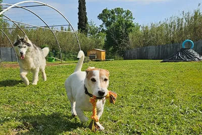 THE PLACE 2 DOG service de pet-sitter personnalisé en centre aéré à Hyères, garantissant le bonheur de vos chiens et chats.