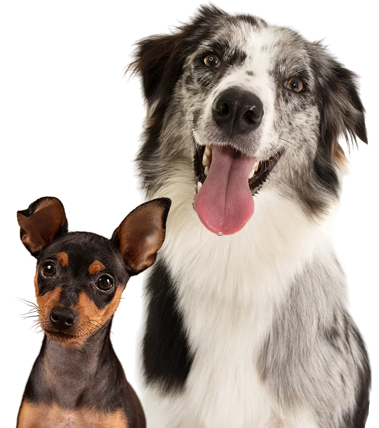 THE PLACE 2 DOG service de pet-sitter personnalisé en centre aéré à Hyères, garantissant le bonheur de vos chiens et chats.